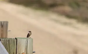 Grey Tree swallow bird, Tachycineta bicolor