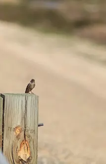 Grey Tree swallow bird, Tachycineta bicolor