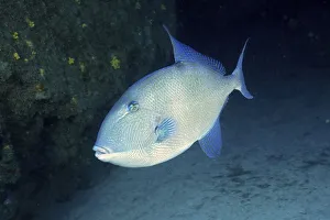 Grey triggerfish (Balistes capriscus) triggerfish (Balistes carolinensis)