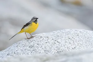 Grey wagtail (Motacilla cinerea)