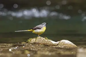 Grey wagtail (Motacilla cinerea)