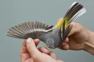 Grey wagtail (Motacilla cinerea)