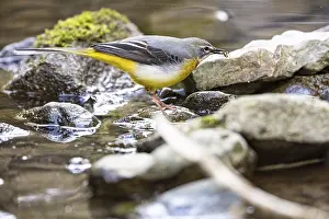 Grey wagtail (Motacilla cinerea) Germany