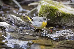 Grey wagtail (Motacilla cinerea) Germany