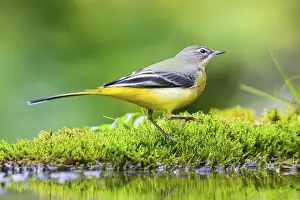 Grey Wagtail (Motacilla cinerea) hunting at a little lake in a swamp