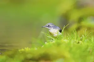 Grey Wagtail (Motacilla cinerea) hunting at a little lake in a swamp