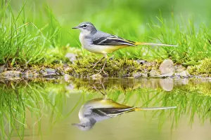 Grey Wagtail (Motacilla cinerea) hunting at a little lake in a swamp