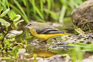 Grey Wagtail (Motacilla cinerea) hunting at a little lake in a swamp