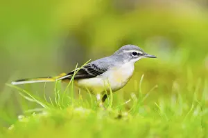 Grey Wagtail (Motacilla cinerea) hunting at a little lake in a swamp