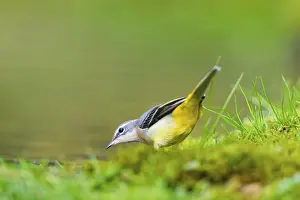 Grey Wagtail (Motacilla cinerea) hunting at a little lake in a swamp