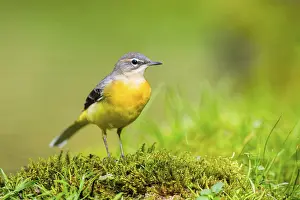 Grey Wagtail (Motacilla cinerea) hunting at a little lake in a swamp