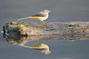 Grey Wagtail (Motacilla cinerea) perched on dead wood reflected in the water