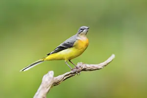 Grey Wagtail (Motacilla cinerea) sitting on a branch
