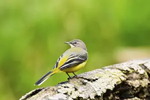 Grey Wagtail (Motacilla cinerea) sitting on an old wood