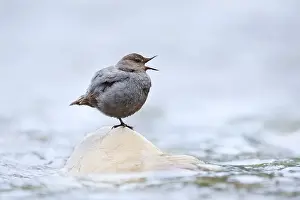 Grey White-throated Dipper (Cinclus mexicanus) standing on a rock in the water