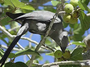 Grey-winged Warbler (Corythaixoides concolor)