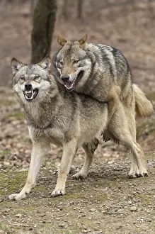 Grey Wolf (Canis lupus)
