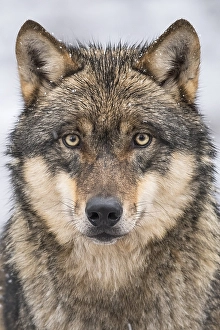 Grey Wolf (Canis lupus)