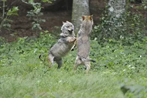 Grey wolf (Canis lupus)