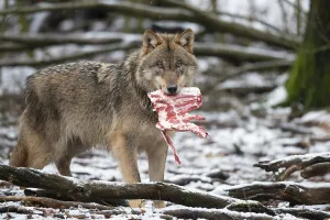 Grey Wolf (Canis lupus)
