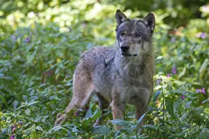 Grey Wolf (Canis lupus)