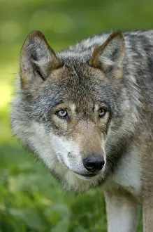 Category Wildlife DE Prints: Grey Wolf (Canis lupus)