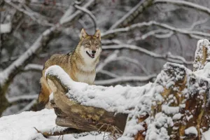 A grey wolf (Canis lupus lupus) stands on a snow-covered hill behind a fallen tree on a cold