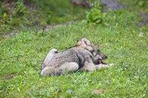 A grey wolf pup (Canis lupus lupus) lies on a green meadow and chews on the meat it has just received from its mother