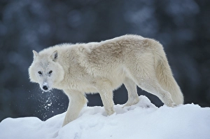 Grey Wolf, White Wolf (Canis lupus tundrorum)