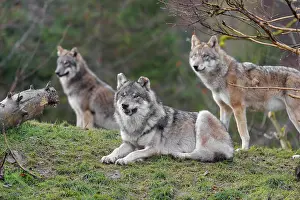 Three grey wolves (Canis lupus lupus)