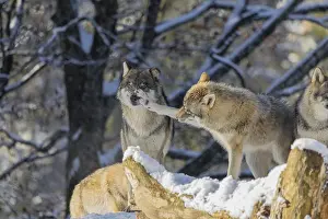 Four grey wolves (Canis lupus lupus) stand on a snow-covered hill behind a fallen tree on a cold