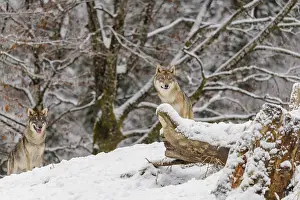 Two grey wolves (Canis lupus lupus) stand on a snow-covered hill behind a fallen tree on a cold