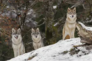 Three grey wolves (Canis lupus lupus) stand on a snow-covered hill behind a fallen tree on a cold