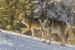 Three grey wolves (Canis lupus lupus) stand on a snow-covered hill behind a fallen tree on a cold