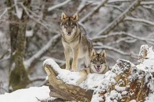 Two grey wolves (Canis lupus lupus) stand on a snow-covered hill behind a fallen tree on a cold