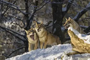 Three grey wolves (Canis lupus lupus) stand on a snow-covered hill behind a fallen tree on a cold