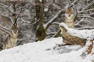 Two grey wolves (Canis lupus lupus) stand on a snow-covered hill behind a fallen tree on a cold