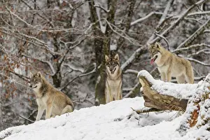 Three grey wolves (Canis lupus lupus) stand on a snow-covered hill behind a fallen tree on a cold