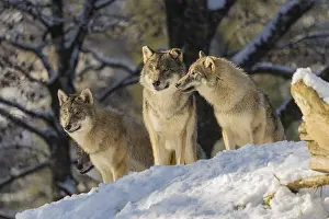 Three grey wolves (Canis lupus lupus) stand on a snow-covered hill behind a fallen tree on a cold