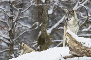 Two grey wolves (Canis lupus lupus) stand on a snow-covered hill behind a fallen tree on a cold
