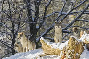 Four grey wolves (Canis lupus lupus) stand on a snow-covered hill behind a fallen tree on a cold