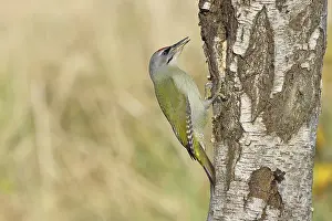 Grey woodpecker (Picus canus), male sitting on the trunk of a grey birch tree (Betula populifolia)
