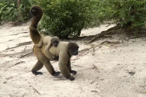 Grey woolly monkey with young (Lagothrix lagotricha)