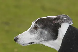 Greyhound (Canis lupus familaris)