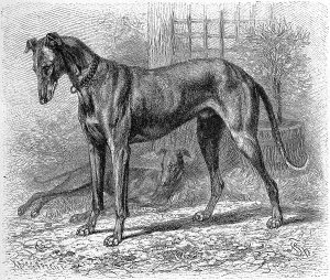 Greyhound grajus, greyhound (Canis familiaris)