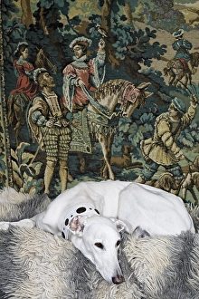 Greyhound lying in front of a tapestry showing a medieval hunting scene