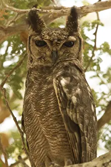 Greyish Eagle-Owl (Bubo cinerascens)