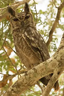 Greyish Eagle-Owl (Bubo cinerascens)