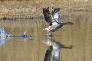 Greylag geese (Anser anser)