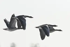 Greylag geese (Anser anser)